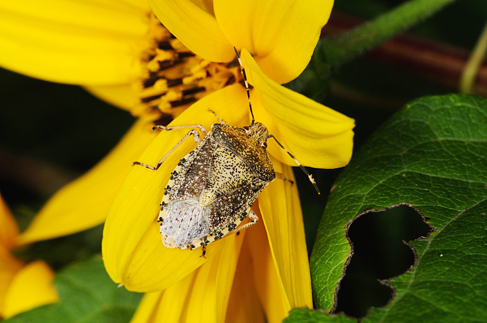 Dolycoris baccarum dalle Marche